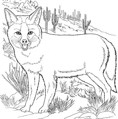 Grey Fox Coloring Page